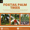 Shop FOXTAIL Palms In Grenada