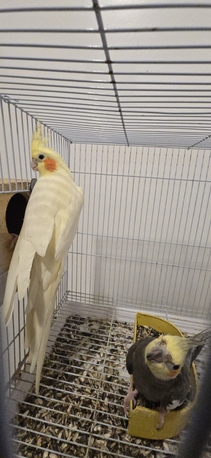 Jeddah, Pet Supplies, SAR 420,  Mature Cockatiel Bird For Sale