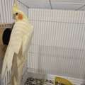 SAR 420,  Mature Cockatiel Bird For Sale