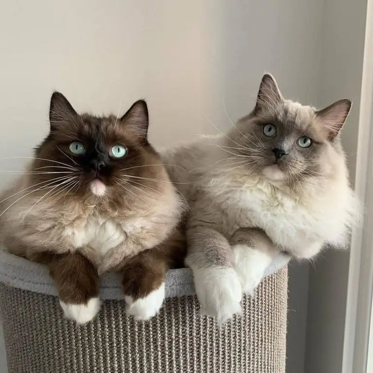 New York, Pet Supplies, USD 2000,  Cinnamon Dolls Cattery-Ohio Ragdoll Breeders