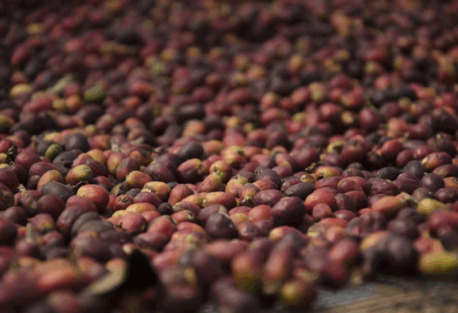 New York, Business, Natural Processed Coffee Beans: Pure Flavor From Cherry To Cup