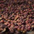 Natural Processed Coffee Beans: Pure Flavor From Cherry To Cup