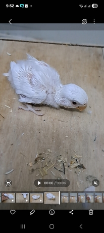 Jeddah, Pet Supplies, SAR 400,  Rose Pair With A Chick For Sale