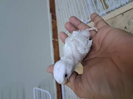 Jeddah, Pet Supplies, SAR 400,  Rose Pair With A Chick For Sale