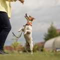 Dog Training In Bhopal