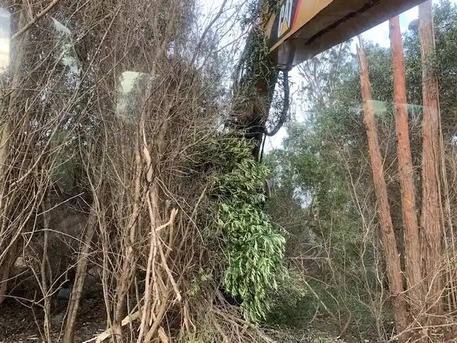 New York, Business, Best Tree Removal Solutions In Hawaii | Arborist Services