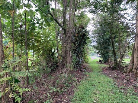 New York, Business, Professional Forestry Mulching Services In Hilo, Hawaii | Arborist Services