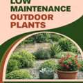Low Maintenance Outdoor Plants - Newport Native Nursery