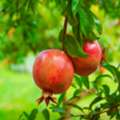 USD 59, Russian Pomegranate Tree For Sale – Cold Hardy Fruit Tree