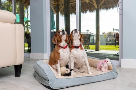 Lucknow, Pet Sitting, Dog Hostel In Agra