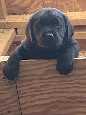 New York, Training, Professional Retriever Hunting Training