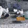 SAR 5,  Pigeon For Sale