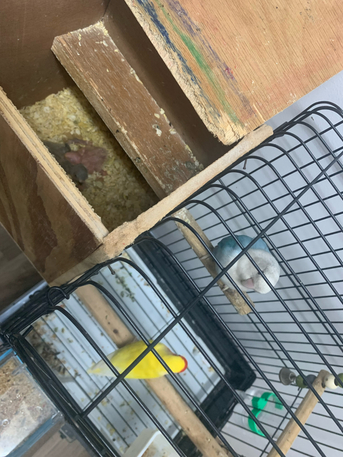 Jubail, Pet Supplies, SAR 300,  Love Bird Breeding Pair