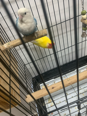 Jubail, Pet Supplies, SAR 300,  Love Bird Breeding Pair