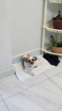 Riffa, Pet Supplies, Dog (Shih Tzu) Availabe