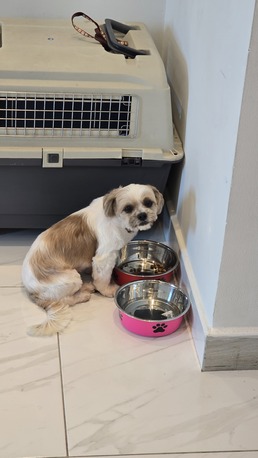 Riffa, Pet Supplies, Dog (Shih Tzu) Availabe