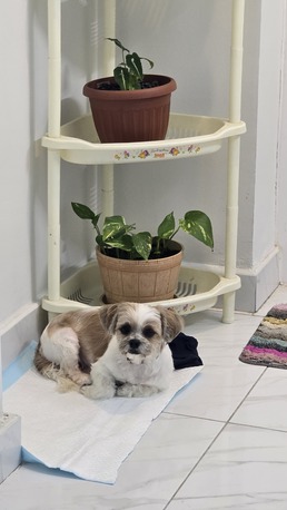 Riffa, Pet Supplies, Dog (Shih Tzu) Availabe