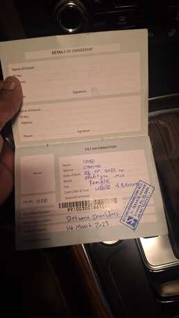 Riffa, Pet Supplies, Dog (Shih Tzu) Availabe