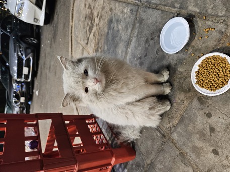 Naseem, Pet Supplies, SAR 1,  Beautiful White Persian Cat For Adoption / قطة شيرازي بيضاء للتبني