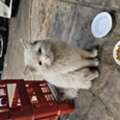 SAR 1,  Beautiful White Persian Cat For Adoption / قطة شيرازي بيضاء للتبني