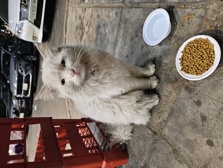 Naseem, Pet Supplies, SAR 1,  Beautiful White Persian Cat For Adoption / قطة شيرازي بيضاء للتبني