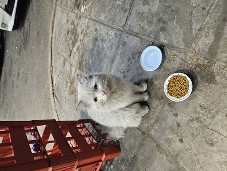 Naseem, Pet Supplies, SAR 1,  Beautiful White Persian Cat For Adoption / قطة شيرازي بيضاء للتبني