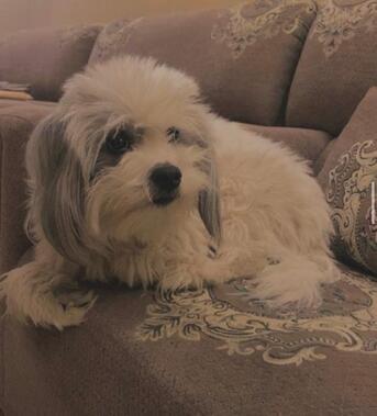 Riyadh, Pet Adoption, Dog Looking For A Loving New Home Riyadh