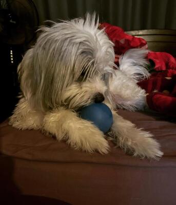 Riyadh, Pet Adoption, Dog Looking For A Loving New Home Riyadh