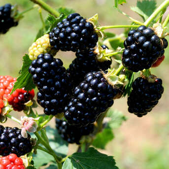 New York, Farm & Garden, USD 152,  Blackberry Chickasaw &ndash; Sweet High-Yield Fruit Plant