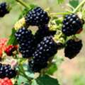 USD 152,  Blackberry Chickasaw &ndash; Sweet High-Yield Fruit Plant