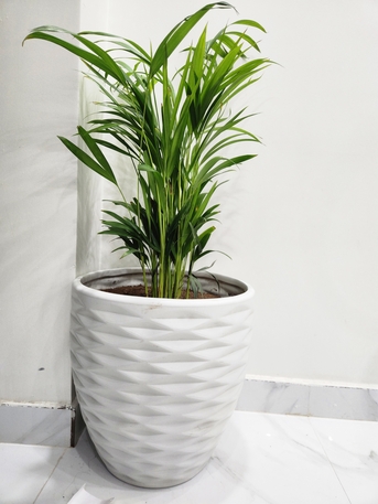 Riyadh, Farm & Garden, Plants