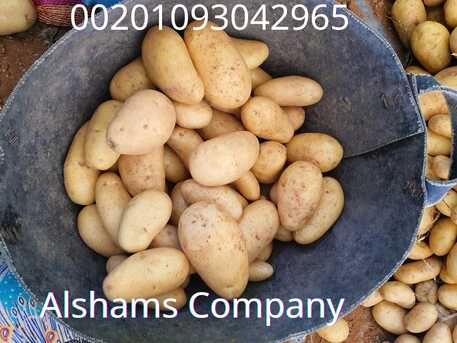 Milan, Farm & Garden, Potato