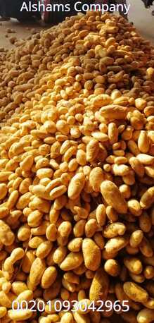 Milan, Farm & Garden, Potato