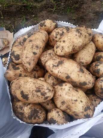Milan, Farm & Garden, Potato