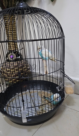 Al Aziziyah, Pet Supplies, SAR 147,  Healthy Pair Of Budgies + Large Cage
