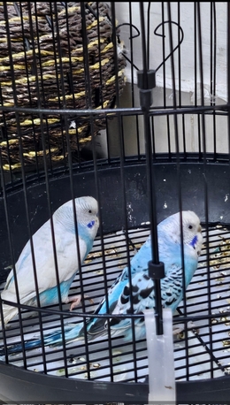 Al Aziziyah, Pet Supplies, SAR 147,  Healthy Pair Of Budgies + Large Cage