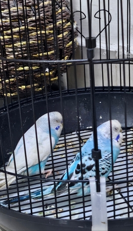 Al Aziziyah, Pet Supplies, SAR 147,  Healthy Pair Of Budgies + Large Cage