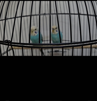 Al Aziziyah, Pet Supplies, SAR 147,  Healthy Pair Of Budgies + Large Cage