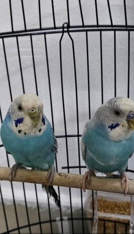 Al Aziziyah, Pet Supplies, SAR 147,  Healthy Pair Of Budgies + Large Cage
