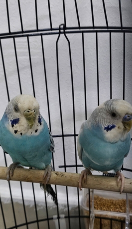 Al Aziziyah, Pet Supplies, SAR 147,  Healthy Pair Of Budgies + Large Cage