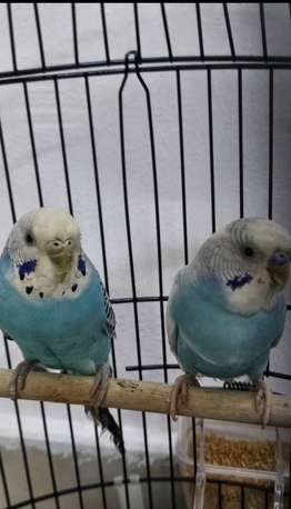Al Aziziyah, Pet Supplies, SAR 147,  Healthy Pair Of Budgies + Large Cage