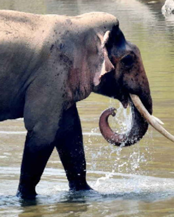 Mumbai, Travel, Book Corbett Canter Safari Now &ndash; Confirmed Entry