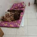 SAR 300/month,  Bed Space Available