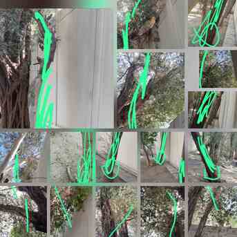 Manama, Temp Jobs, TREE CUTTING & TRIMMING SERVICE