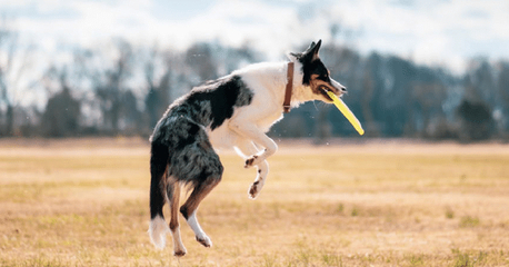 New York, Business, Sit Means Sit Dog Training Madison