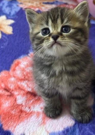 Hoora, Pet Supplies, BHD 15,  Two-month-old Kittens Available For Sale.