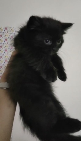 Hoora, Pet Supplies, BHD 15,  Two-month-old Kittens Available For Sale.