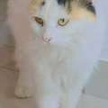 SAR 1400,  Turkish Van Cat