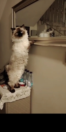 Riyadh, Pet Sitting, Cage Free Pet Boarding And Pet Sitting At A Villa