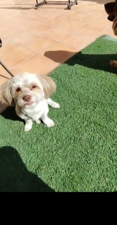 Riyadh, Pet Sitting, Cage Free Pet Boarding And Pet Sitting At A Villa